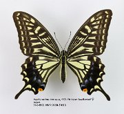 Papilio xuthus (2)